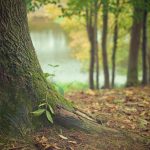 prix abattage d un arbre