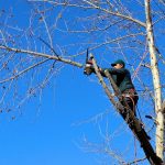 prix elagage arbre