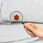 comment venir a bout des nuisibles