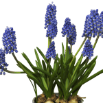 comment choisir bulbe fleurs
