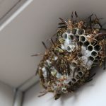 comment detruire nid guepes maison ou jardin