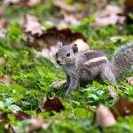 quels sont les animaux qui creusent des trous dans les jardins