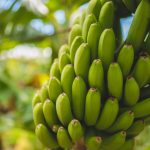 comment planter un bananier dans son jardin