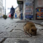 Le fléau des nuisibles dans les grandes villes