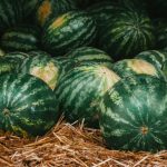 graine de pastèque plantation