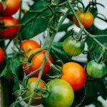 Cotylédon tomate