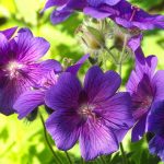 géraniums vivaces pour une longue floraison