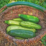 arrosage de courgettes jardin