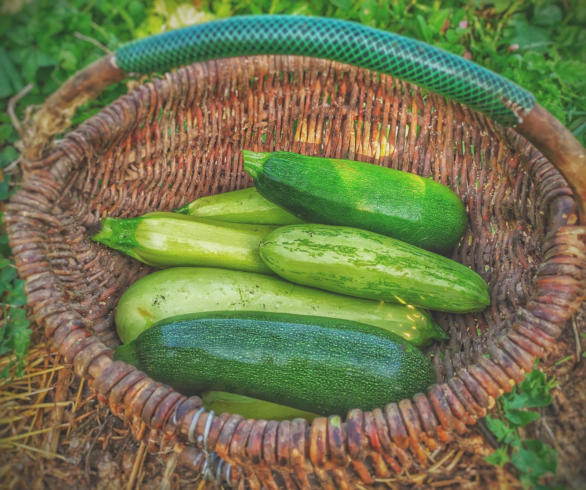 arrosage de courgettes jardin