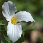 plantes grimpantes