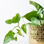 top 5 plantes intérieur verdoyant