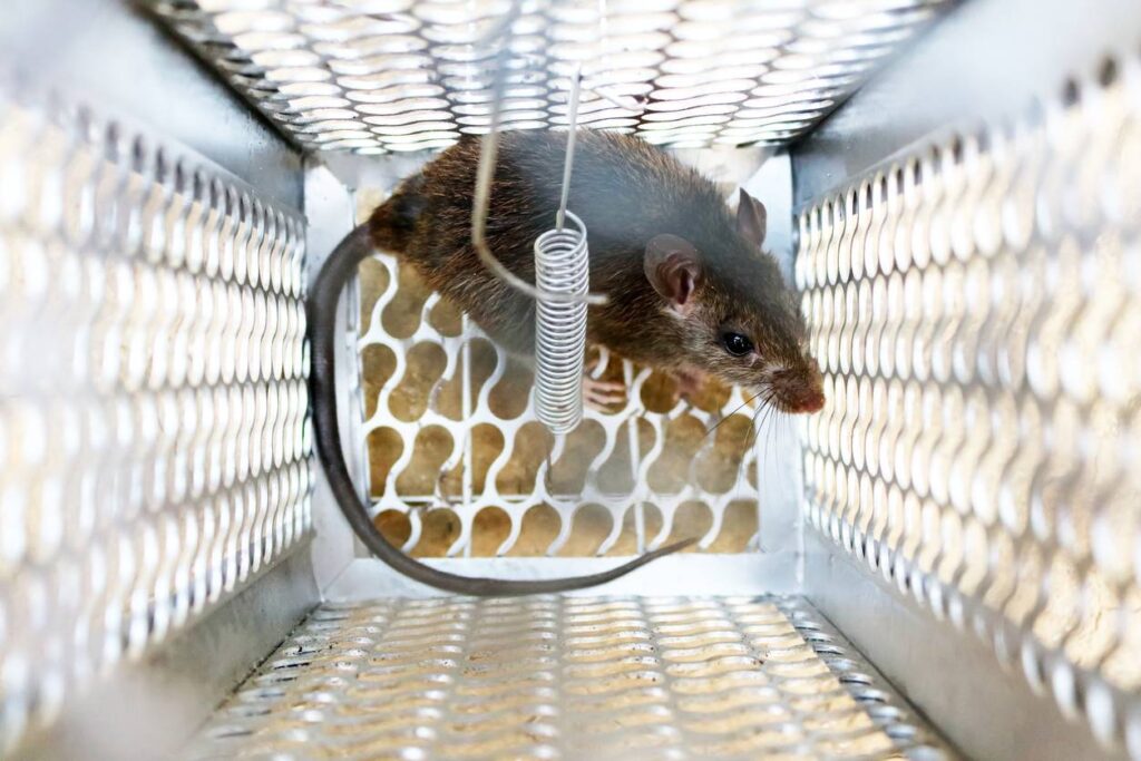 Luttez contre les rats et souris tout en préservant vos animaux de compagnie