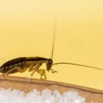 insectes ressemblent au cafard