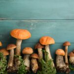 comment reconnaitre un faux cèpe