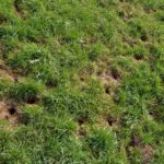Trous dans le jardin sans monticule : quelles sont les causes ?