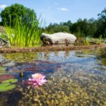 piscine naturelle avantages inconvénients