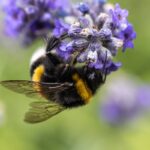 Comment différencier un frelon noir, un bourdon et un xylocope ?