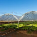Pourquoi opter pour une serre bi-tunnel pour votre production maraîchère ?