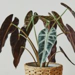 Entretien alocasia : les secrets d'une plante tropicale épanouie à la maison