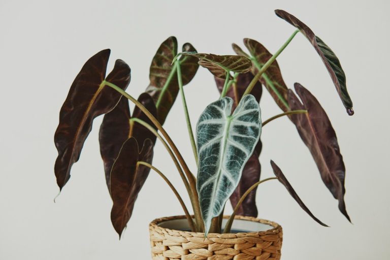 Entretien alocasia : les secrets d’une plante tropicale épanouie à la maison